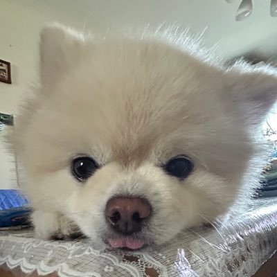 tsuna19980402's profile picture. スーパーエリートニート #ちいかわ #ちいかわ好きと繋がりたい #サンリオ #サンリオ好きさんと繋がりたい #フォロー返します #無言フォロー歓迎 #無言フォロー失礼します 基本的ちいかわorサンリオ関連の人は100%フォロバ うさぎ推し メロクロが好き👿🐰　シナモンとまるまるも好きです🐻‍❄️