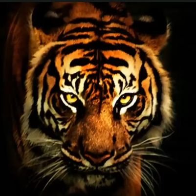 nazmulbdhussain's profile picture. alternative_ID @nazmulhussain_