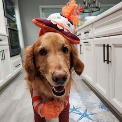 regianeemachado's profile picture. Medical Doctor