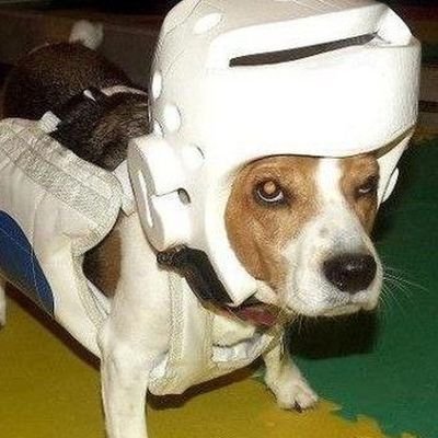 vanillavinales's profile picture. 