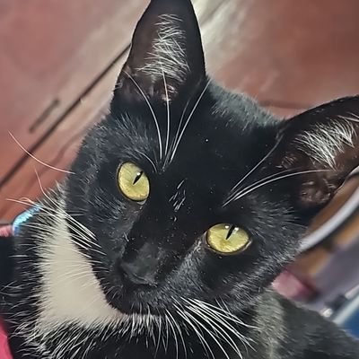 molieredent's profile picture. 