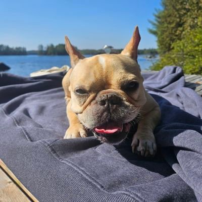 ChrisRobbin2's profile picture. I don&#039;t mourn the death of white supremacists. CDN MSM  is garbage.