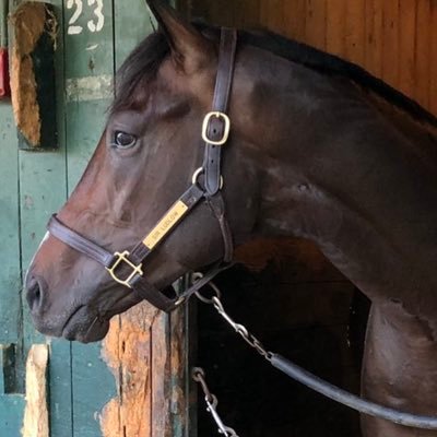 JIRacingStable's profile picture. Thoroughbred Racing