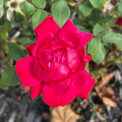 ___________Unu_'s profile picture. 