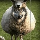 Awolfinshelzax's profile picture. 