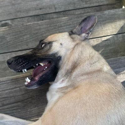 xthephogx's profile picture. America First 🇺🇸☝️