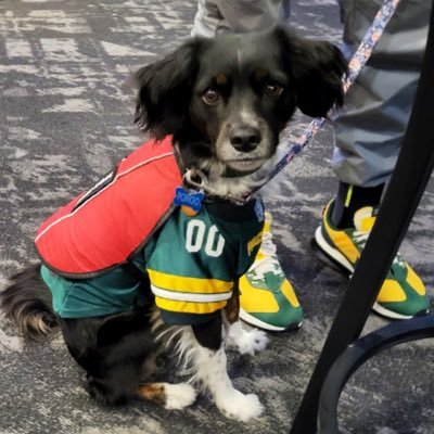 pongothepacker's profile picture. DIE HARD PACKERS SUPER FAN & BENEFICIARY OF OWNERSHIP WHEN MY HUMAN DIES🧀🧀 HONORARY OREGON ALUM 🦆& Epilepsy Service Animal for @james_luke_23