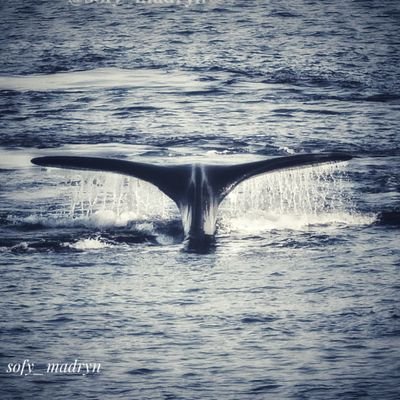 Sofy_Madryn's profile picture. Menos es Más  Pasión por la fotografía