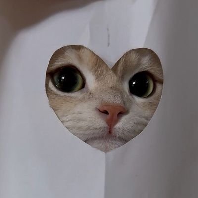 kediyuvailan's profile picture. Kedi sahiplendirme için ücretsiz ilan sayfasıdır. DM'den ya da mailden ilanlarınızı iletebilirsiniz. 

kedisahiplendirmelily@gmail.com