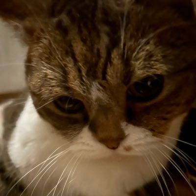 hamomiti's profile picture. ハーモニーが好きです