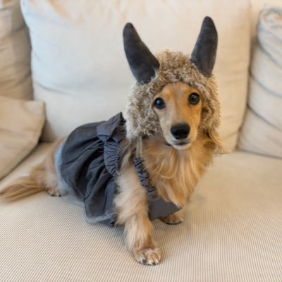 piepiehoihoi's profile picture. #クラクラ ガーリックシュリンプ所属🧄🍤弟@haku_1212316