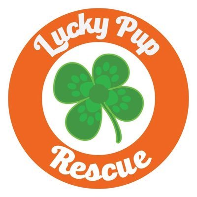 Lucky_Pup_SC's profile picture. 100% foster based rescue in the Upstate of SC. 501c3