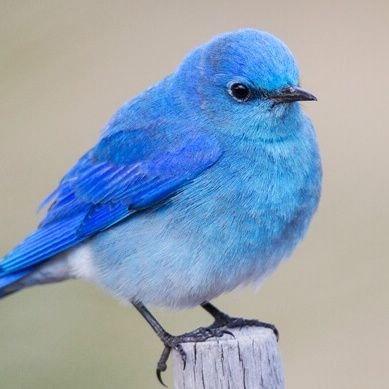 MaviAnkaR's profile picture. Founder And CEO @LomkatGames | 70M+ Visits and still rising | 16 (Currently away from Twitter)