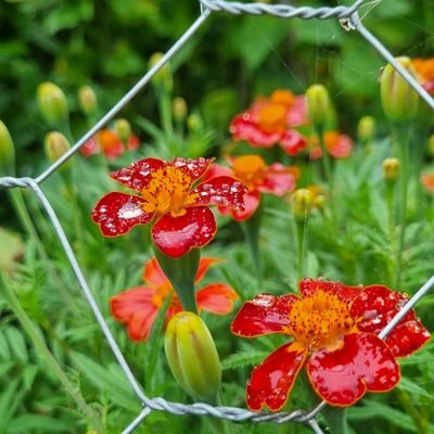 traasrob's profile picture. 