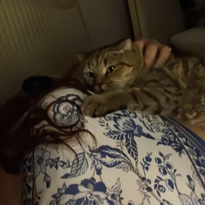 lllloii9's profile picture. Cats are better than humans