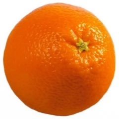 hxmanphilosophy's profile picture. a beautiful woman who loves beer & would peel your oranges