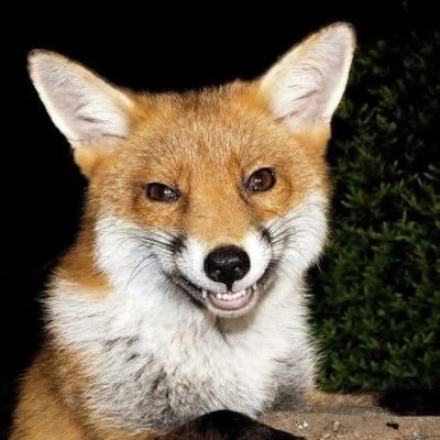 Daniel Ramos🦊 Profile