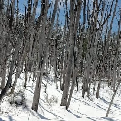 futbolerabari's profile picture. 