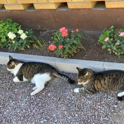 Susanna55926155's profile picture. Ajatukset pidän sisälläni