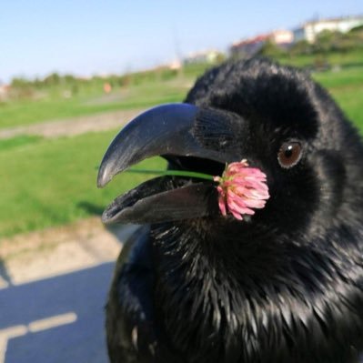 stupidhogirl's profile picture. 20f | no limits | mixed