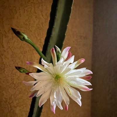 itsmejosie81's profile picture. 