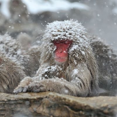 javaliurso's profile picture. pavel peat pudding