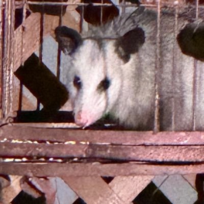 nolametz's profile picture. 