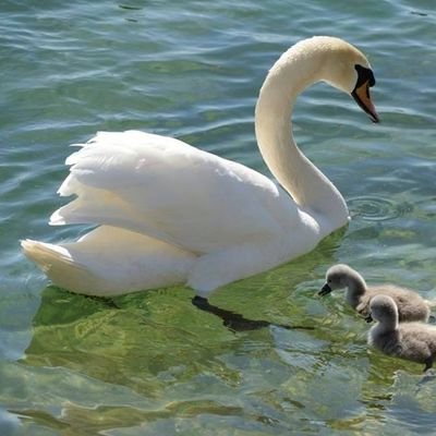 jad38216's profile picture. 