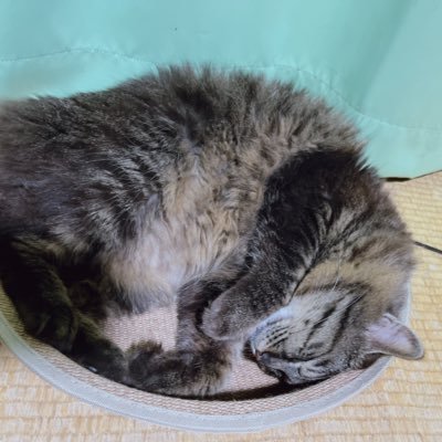 Rabbit2_toto's profile picture. 「トト」といいます！ /みやぎ街道交流会(一般正会員)/郷土史(交通史・古道)/Hardstyle🎧/ロキトリアンバサダーNo.14/日本民謡