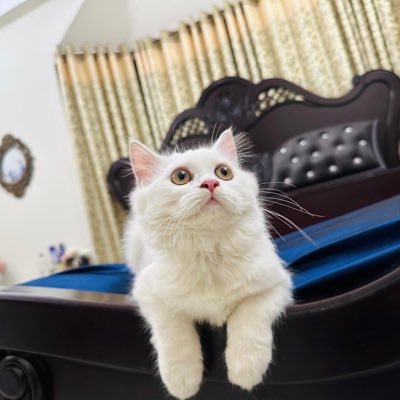 ubugginnig94788's profile picture. Allah bless me 🩵