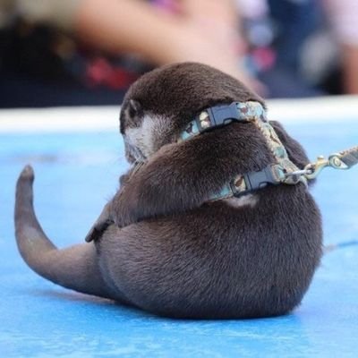 rabbomy's profile picture. 