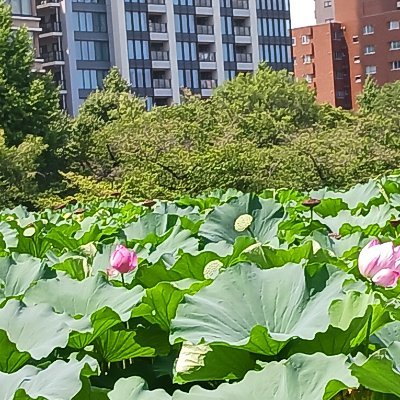 ヤマト ツカリ (@YYC06o9JTG53981) / Posts / X