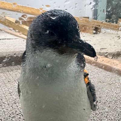 ao_UxoxU__'s profile picture. 20🚹フロムゲー/その他ゲーム/お酒/映画だーいすき/無言フォロー🙇‍♂️