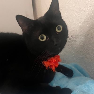 shre_ek's profile picture. gato