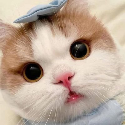 mamiinarit's profile picture. Mamii : pepo 😺 |  ไอริกซ์🦋 |