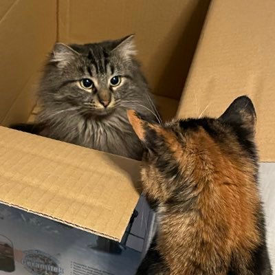 tea_yune's profile picture. Tea/Yune