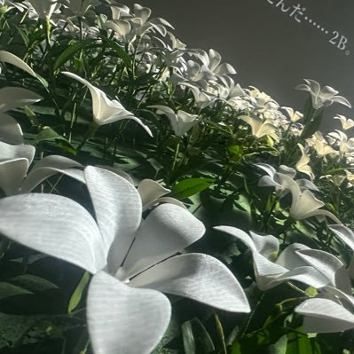 wthanv1234567's profile picture. 笑顔になれるようなことを呟くことを心がけています