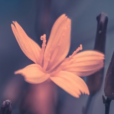 pphanqi's profile picture. 