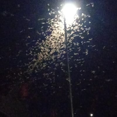 gojoc88's profile picture. 