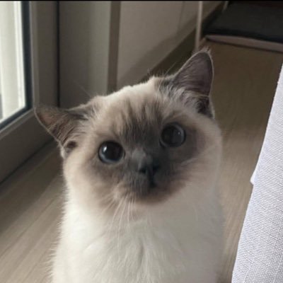 sophieviaa's profile picture. 