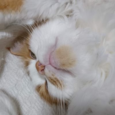 norway_chance's profile picture. 〝ノル〟は飼っていた猫の名前です。