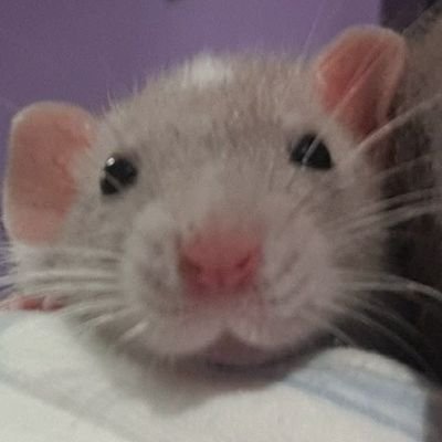 tiramissused's profile picture. 