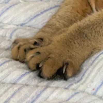 kazuneko_nyaaa's profile picture. AWS/Java/C++。基盤と開発双方触ってます。