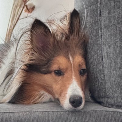 sheltienogeboku's profile picture. 🌙むーんず5期生💄美容好きさんと繋がりたい🦊シェルティ大好きな30代/イエベ春/INTJ-T/都内勤務OL/toBマーケター