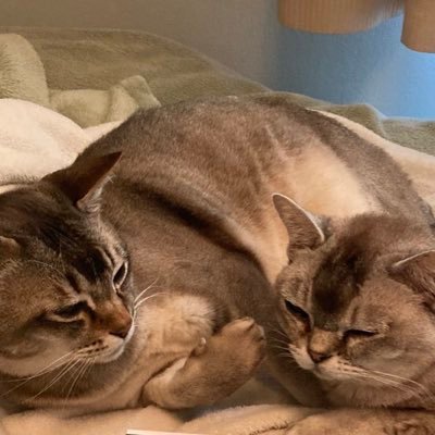 leet_muffin's profile picture. we are cats. Mr. Max is a former fiancé of @myleftfang RIP😿. we 😍 @PickliciousF. Muffin 💥🏵 RIP. and introducing .. George Springer and Ernie Clement!