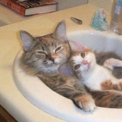 stephciccone's profile picture. 