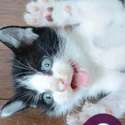 AP_____11's profile picture. 🐻 。