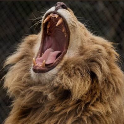 ta_dano_hit_o's profile picture. 25🚙