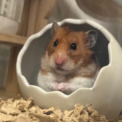 Rust_eze_09's profile picture. プーさん、チップとデール、シェリーメイ