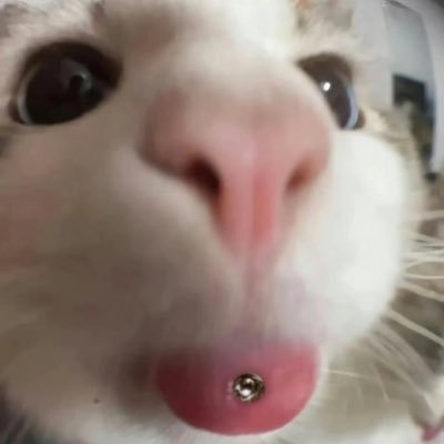 dhu1412415's profile picture. 日常小号兼备用账号 大家可以来找我玩 大号@dhu14616